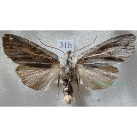 Lithophane lamda (Fabricius, 1787) Czech31h